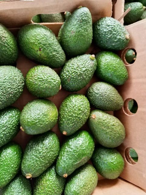 Avocado Hass Rough Texture  - Oval to Pear shape  Rich, creamy flesh, high oil content Avocado - Image 4