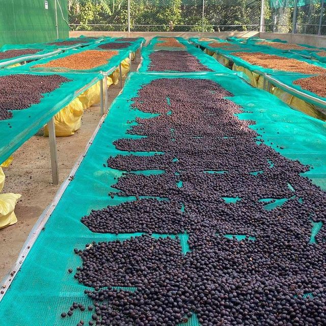 Premium Robusta & Arabica Coffee Beans Available Organic Yes Decaffeinated No, Yes Degree of Processing Raw Bean Type Arabica, Liberica, Other, Robusta - Image 3