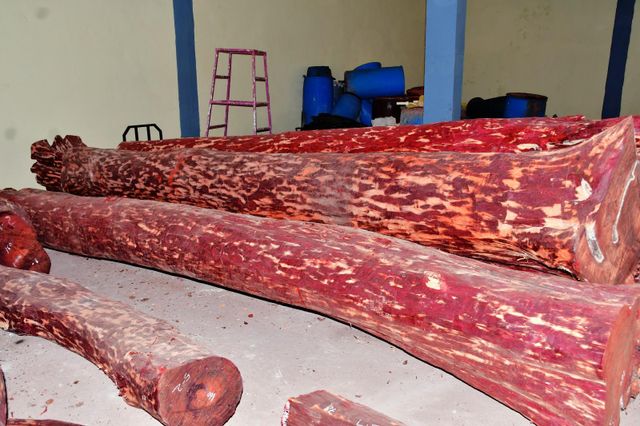 Red sandalwood Density High Oil Content High Grain Structure Fine Color Deep Blood-red Heartwood Color Strong Wood Type Red sandalwood - Image 2