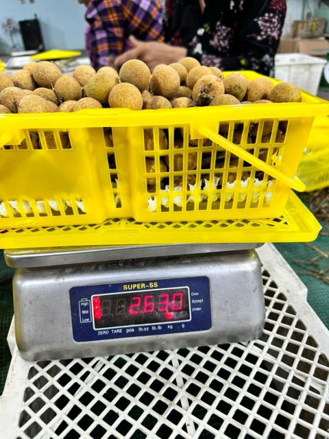 Fresh Mango, passion fruits, red chilli, longan, dragon, wax apple, jackfruit meat, coconut, pomelo,... - Image 12