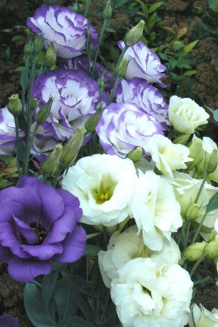 Lisanthius flower Grade Export grade Stem Length 40–70 Cm Brand Name Fiori flowers Bloom Size 4–6 Cm Diameter Place of Origin Kenya,Nairobi - Image 3