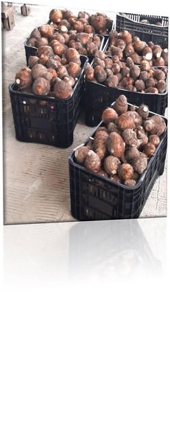 Yam Colocasia esculenta Product Type Yam Product Form Frozen Shelf Life 6 months, Six-month Scientific Name Colocasia Esculenta - Image 2