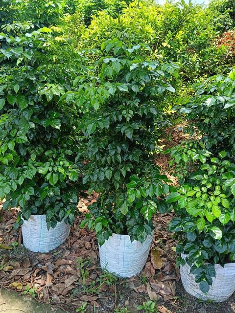 Live nursery plants - Image 4