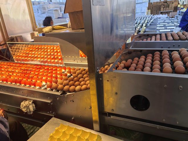 fresh eggs - Image 3