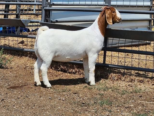 Cheap Price Premium Boer Goats Pure Bloodline Breeding Animals for Professional Goat Farming and Export Worldwide - Image 3