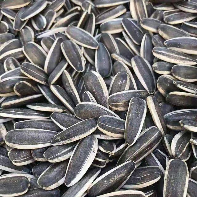 Premium Quality Sunflower Seeds – Oil Grade & Confectionery Grade - Image 4