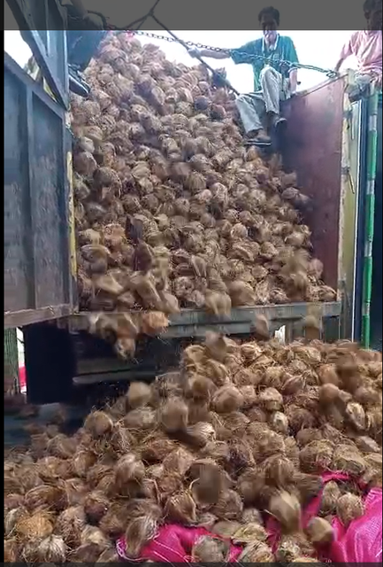 Fresh Coconut Organic Natural Grade Mix Grade Color Light Brown Packaging Net Bag Port Jakarta-Indonesia Weight (kg) 700 Gram Up - Image 2