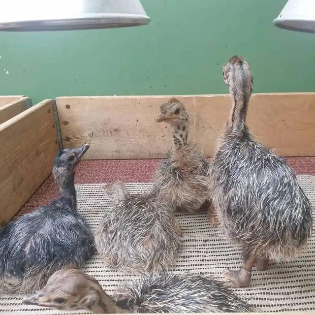 Ostrich Eggs Premium Agriculture Products please whatsap +255787979235 - Image 5