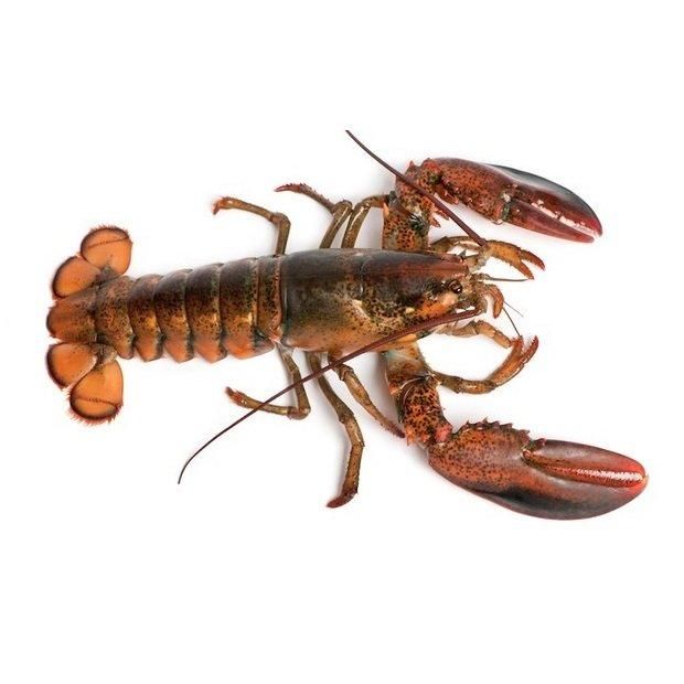 High Quality Fresh / Live / Frozen Canadian Lobsters (Seafood) Available For Sale At Low Price - Image 1