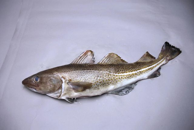 Unique Worldwide Export of Frozen Cod Fish Fresh Seafood From the Ocean's Depths - Image 4