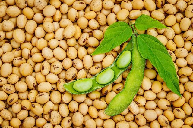 Factory Direct Bulk Organic Dried Soybean Seed Wholesale Premium Grade a for Sowing and Farming - Image 3