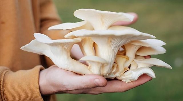 Organic Oyster Mushroom Wholesale Price Buyers Frozen Fresh Oyster Mushrooms Indian Supplier - Image 5