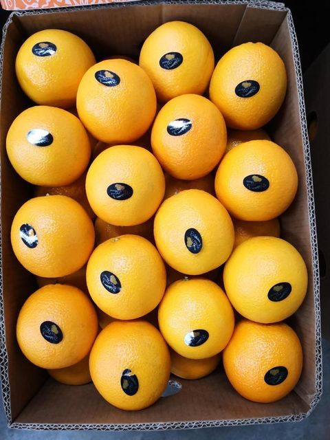 Navel Oranges - Grade A - Juicy & Seedless - Fresh Harvest - Global GAP Certified- Organic Export - Image 4