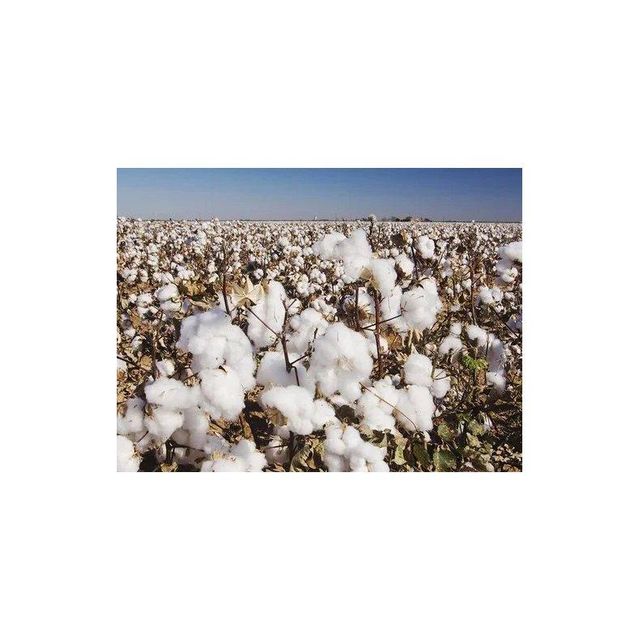Raw cotton available for global buyers in compressed bales Type A, Foil Screen Printing - Image 3
