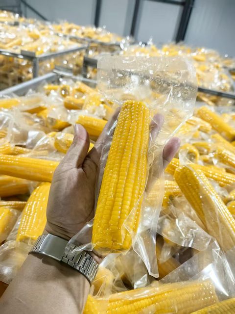 Vacuum-Packed Cooked Sweet Corn on the Cob - Image 3