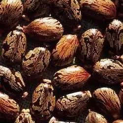 Purchase the best Quality Premium Castor Seeds with fast delivery and wholesale pricing Perfect for large scale planting - Image 2