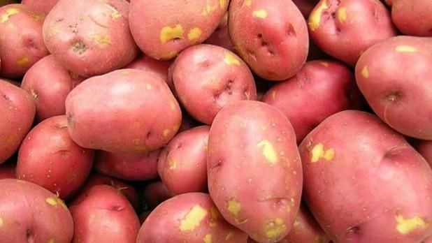 fresh potato - Image 1
