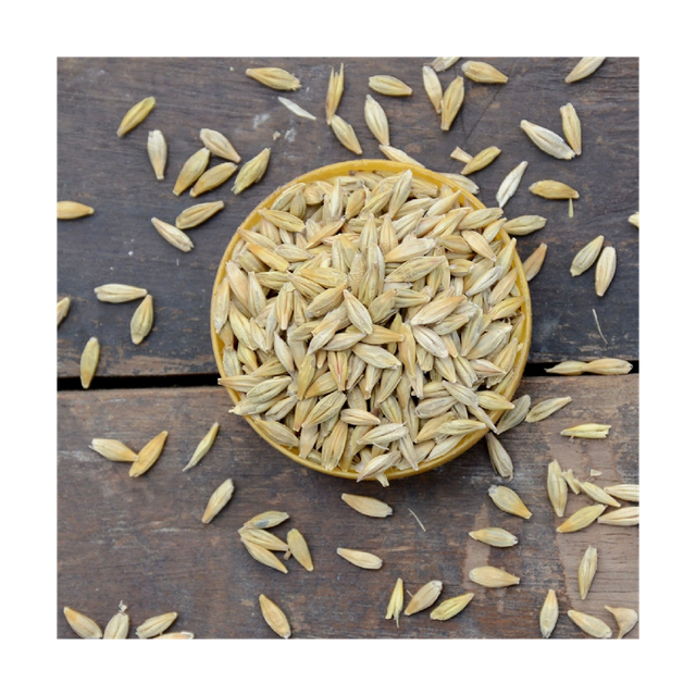 Wholesale barley grain bulk stock for supermarkets and distributors - Image 2