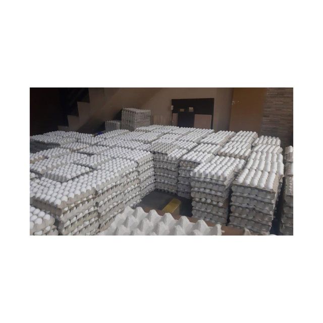 White Chicken Eggs - Image 1