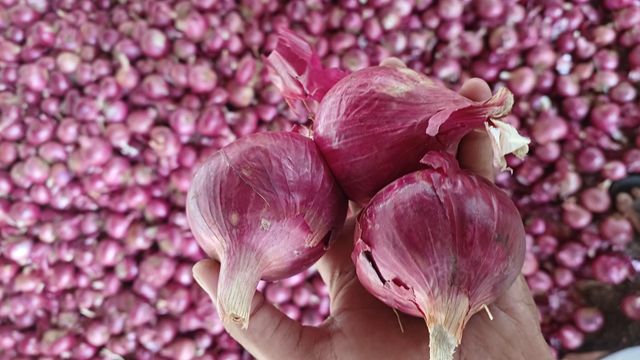 Fresh Onions Supplier |Wholesale Red, White & Yellow Onion Exporter - Image 3