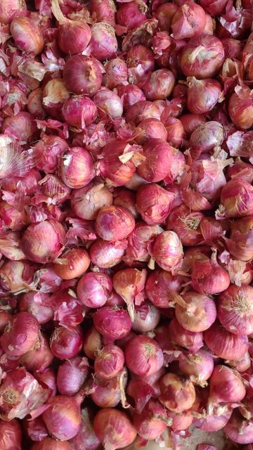 Fresh Red Onion - Image 1