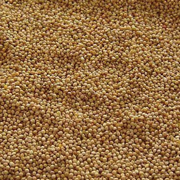 Millet Seed - Image 1