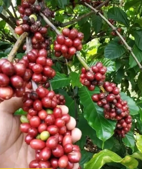 Premium Organic Arabica Roasted Coffee Beans Medium Roast from Vietnam Export Grade - Image 2