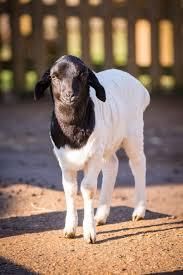 live sheep somali Grade 1 - Image 1