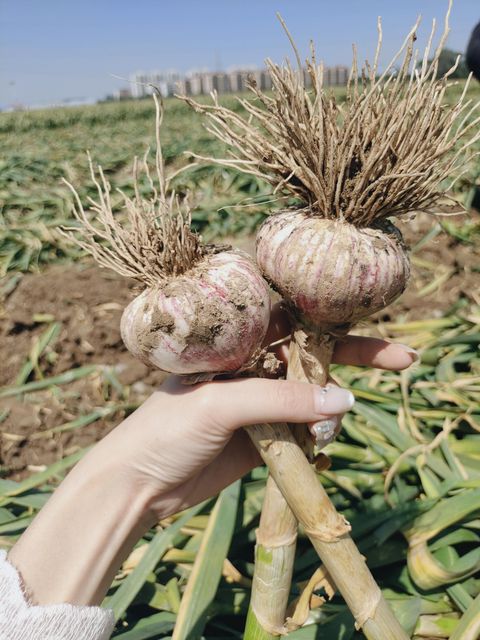 2026 New Garlic Hot Sale Top Grade Fresh Garlic,4.5cm-6cm, High Quality Normal White Garlic Export Wholesale - Image 6