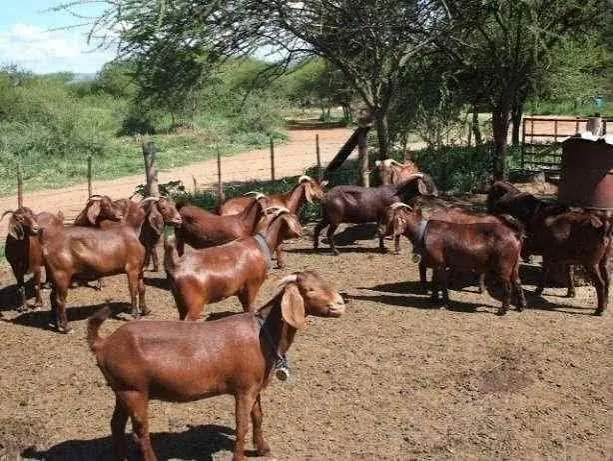 Cheap Top Selling Boer Goats / Kalahari/ Dorper sheep in bulk at wholesale price for export worldwide - Image 2