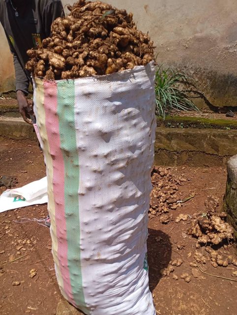 Fresh organic ginger - Image 1