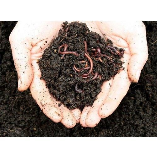 Cow dung products - Image 4