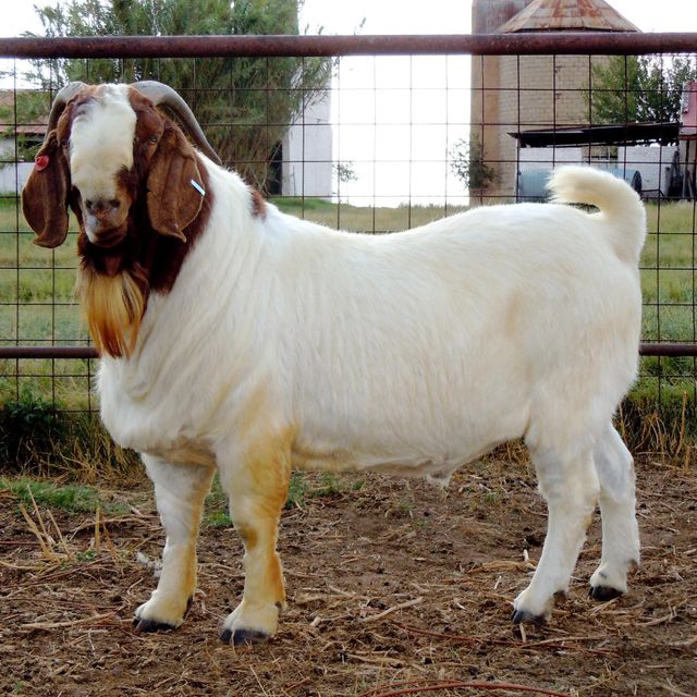 Fresh Live Boer Goat Excellent Body Condition Ready To Ship Affordable Price For Farms Ranches And Livestock Business - Image 1