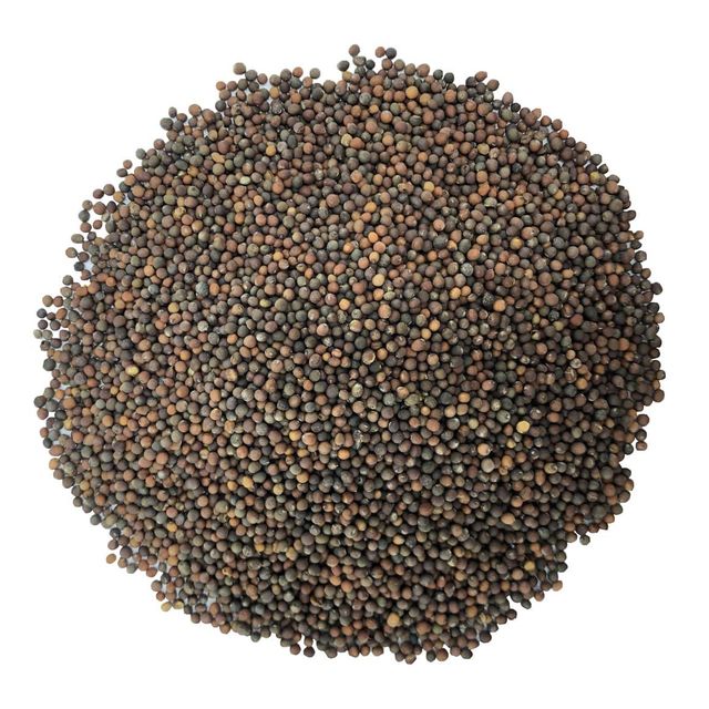 Kale Seeds for Sprouting - Image 1