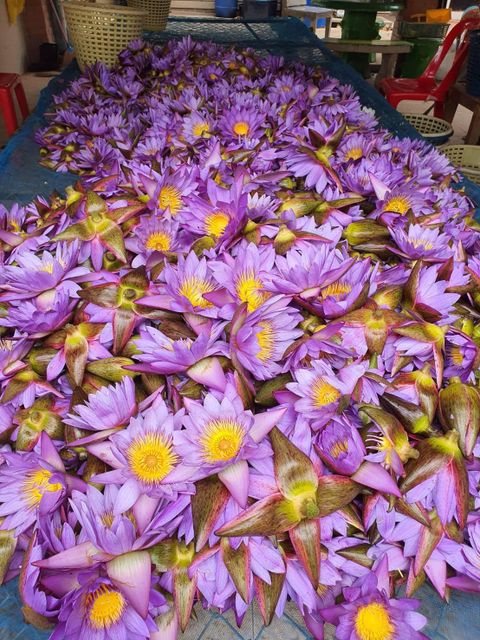 Blue Water Lily Dried whole flowers, dried petals, powder, absolute, raisin - Image 4