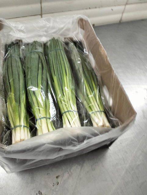 Spring Onion (Green Onion) Origin Egypt Shelf Life Excellent Quality Export Quality Quality Standard European Export Standards - Image 1