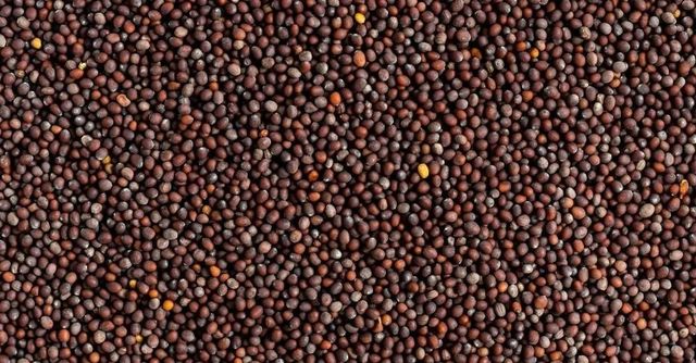 Mustard Seeds - Premium Quality - Image 1