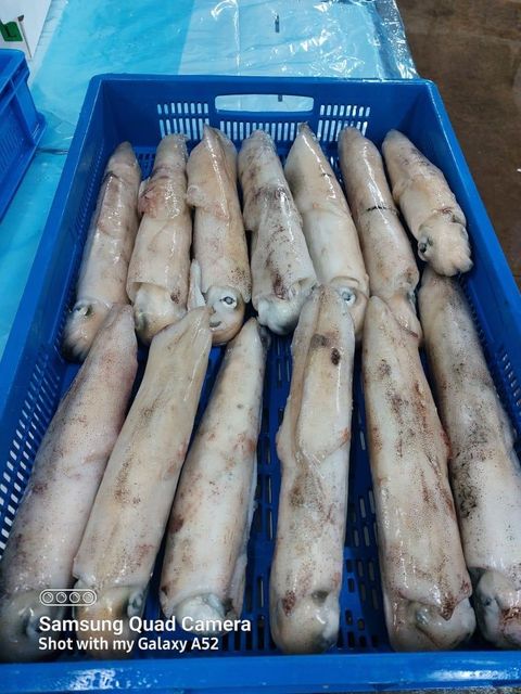 Frozen Squid - Loligo Reynaudii - Image 2