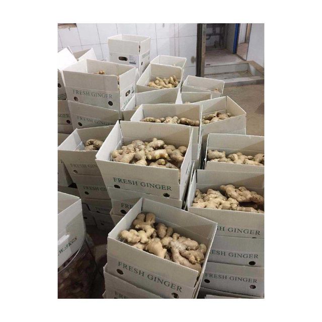 natural dried ginger powder for cooking baking herbal drinks and traditional medicine pure ginger spice rich in antioxidants anti inflammatory compounds perfect for healthy recipes and kitchen use - Image 3