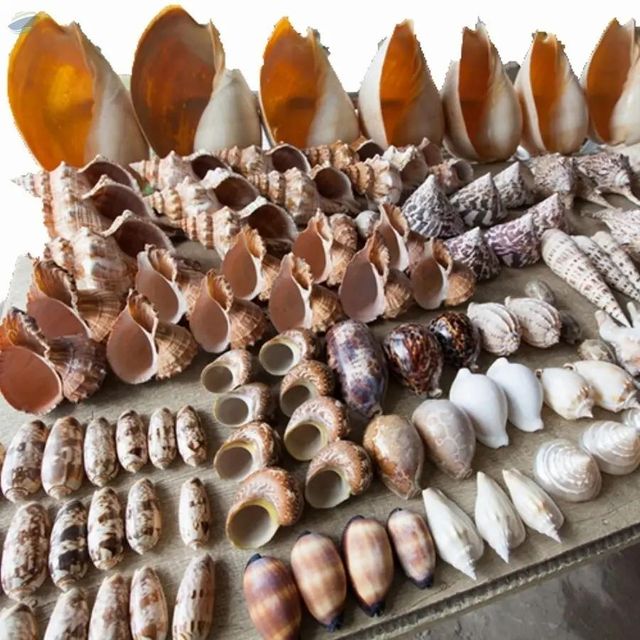 Vibrant Color Handicraft Seashells, A - Image 1