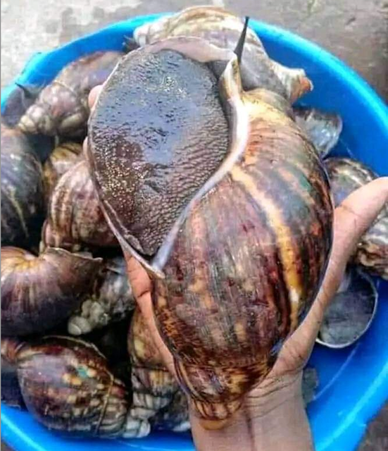 Live Snails Place of Origin - Image 2