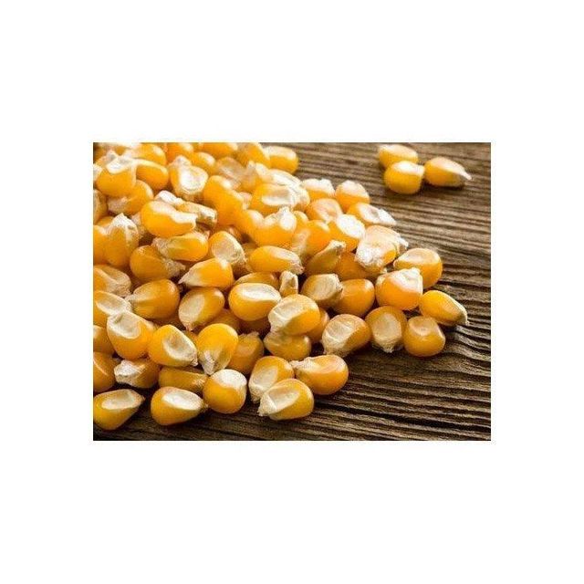 Yellow maize available in bulk for global food and feed industries - Image 5