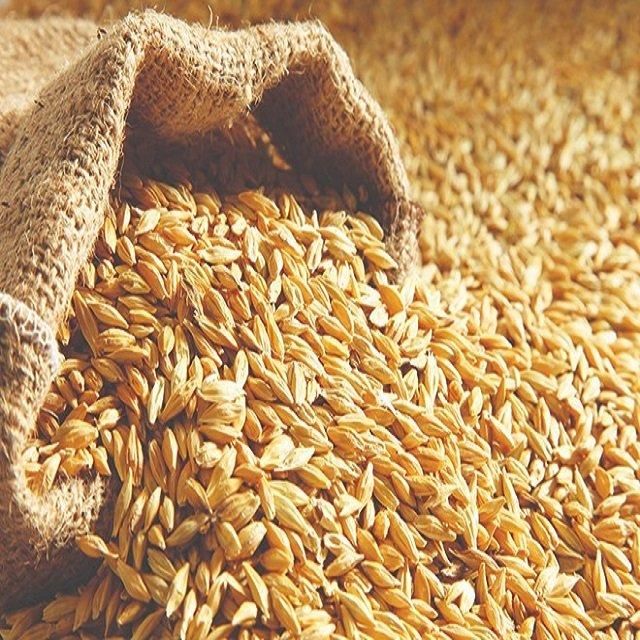 Premium Organic Dried animal feed barley Malt Seeds High Quality 100% Pure Natural 60-65% Protein 3 Year Shelf Life - Image 3
