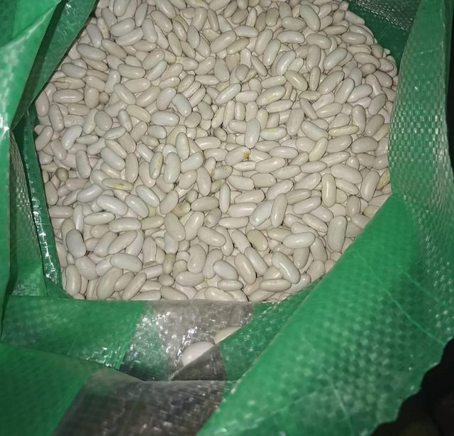 WHITE KIDNEY BEANS Grade AA Crop Year 2025 Origin Tanzania Type WHITE BEANS Packaging 50KG BAGS Max. Moisture (%) 12 Shelf Life 24 MONTHS - Image 1