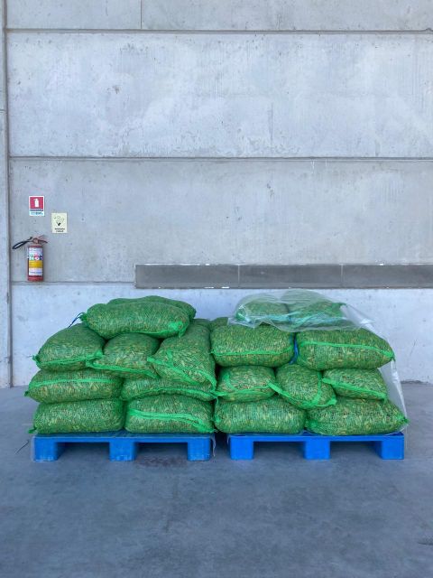 Brazilian Pine Nuts (Pinhão) - Origin from Southern Brazil - Image 8