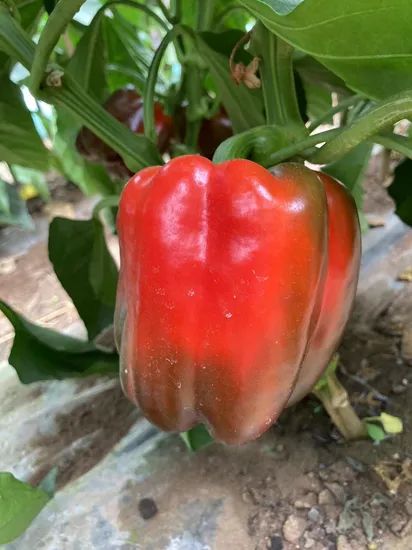 Fresh Bell Pepper From China with High Quality - Image 1