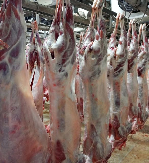 sheep meat - Image 3