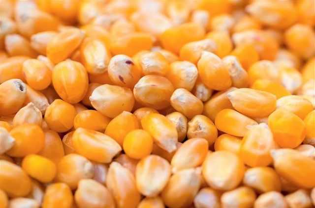 High Grade Maize Grain For Animal Feed Mills And Food Processing Businesses With Good Kernel Condition Reliable Supply - Image 5