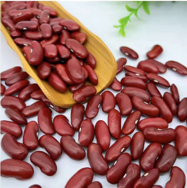 Red Kidney Beans for sale - Image 2