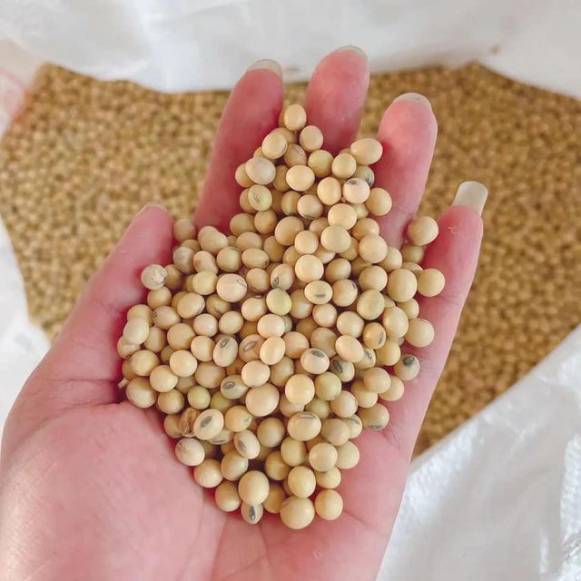 High Quality Premium Natural and Non- GMO Yellow Soybean Seeds / SoyaBean /Soy Beans Discount Price Soybeans - Image 5